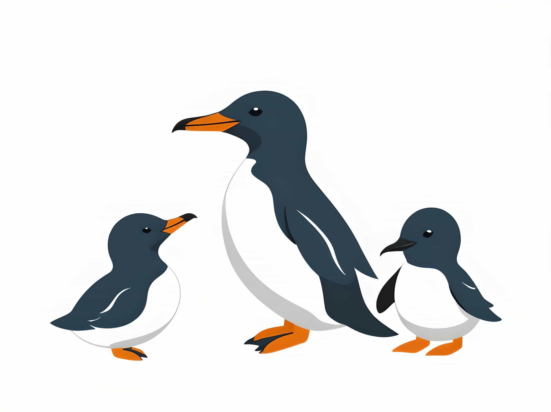 Alcids In A Family That Includes Guillemots