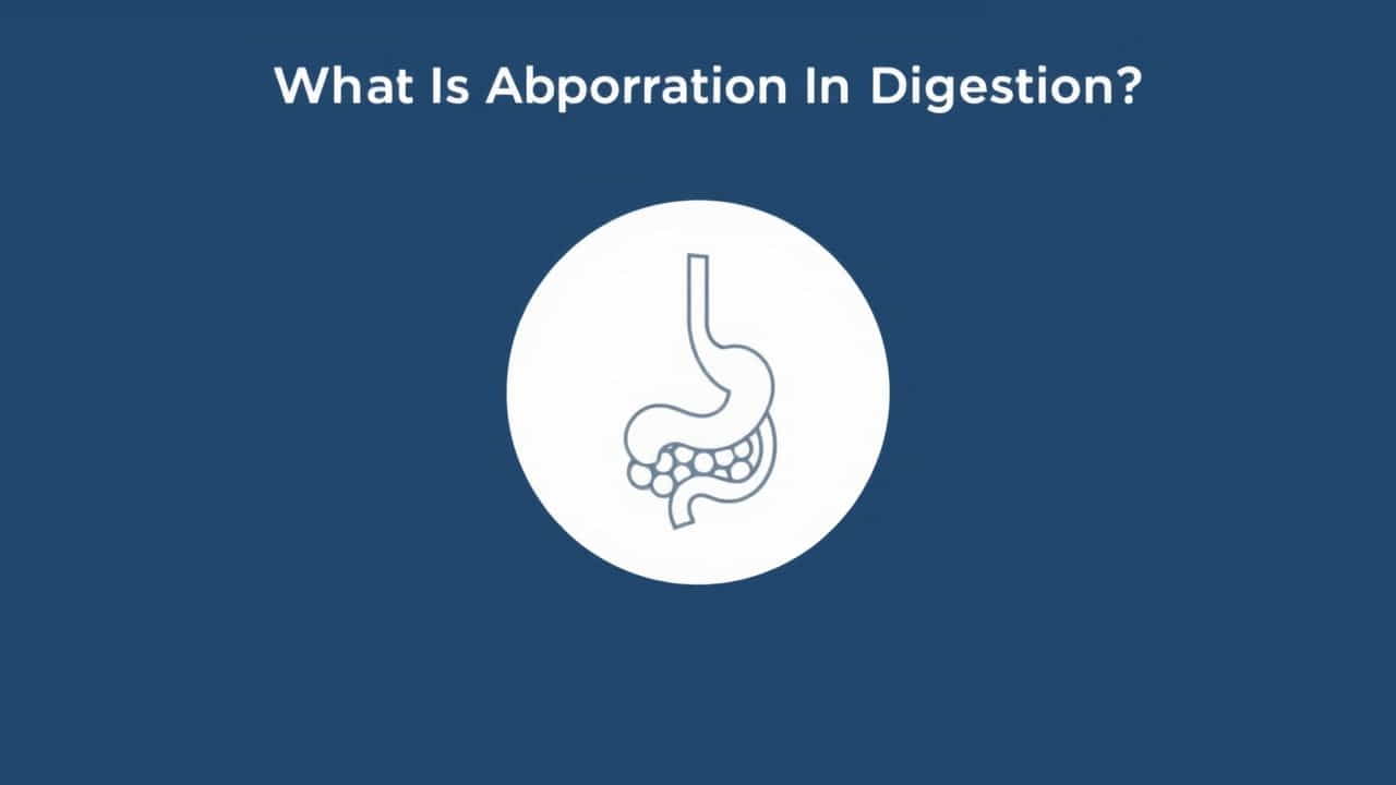 What Is Absorption In Digestion