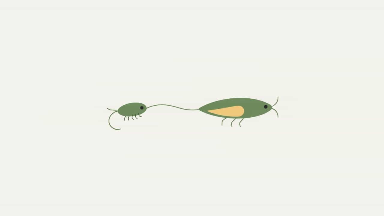 What Is Parasitic Food Chain