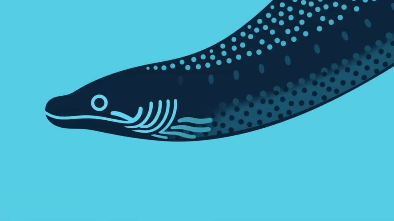 What Is A Moray Eel