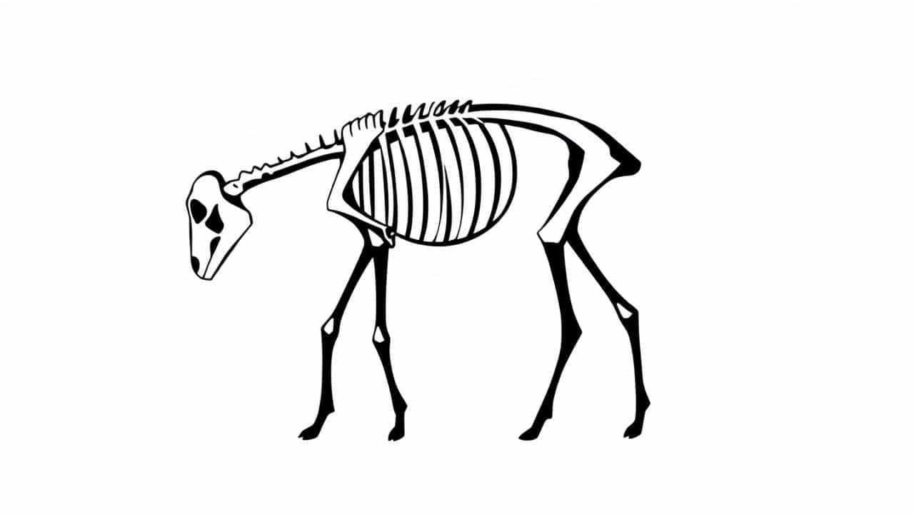 What Is A Rawboned Animal