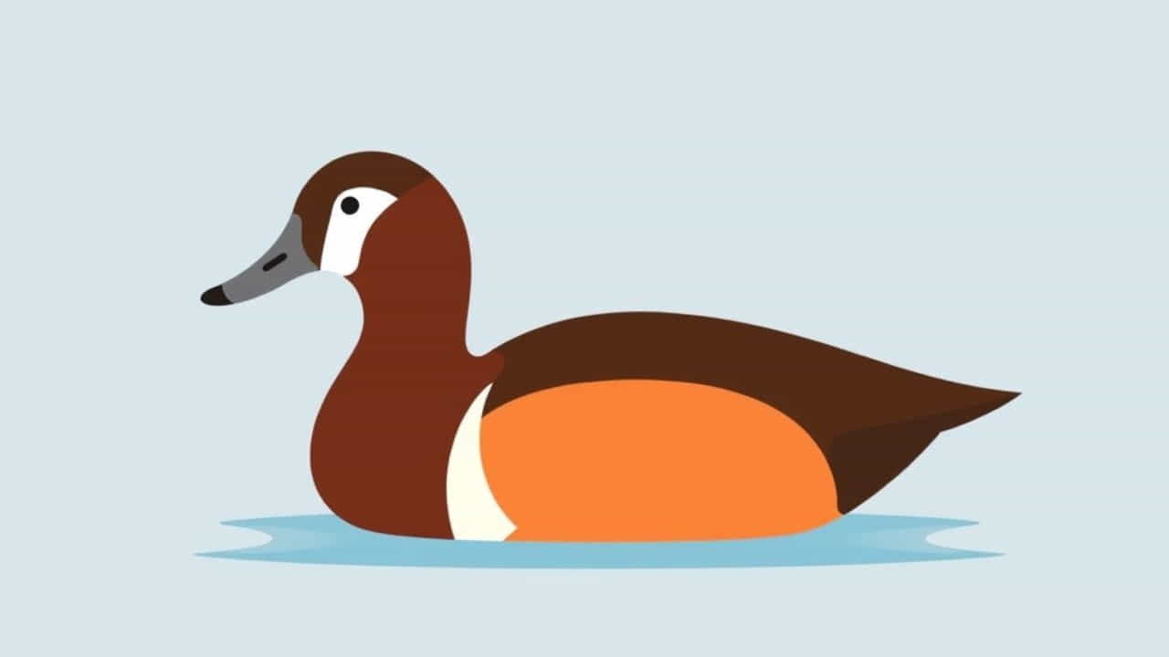 What Is A Ruddy Duck