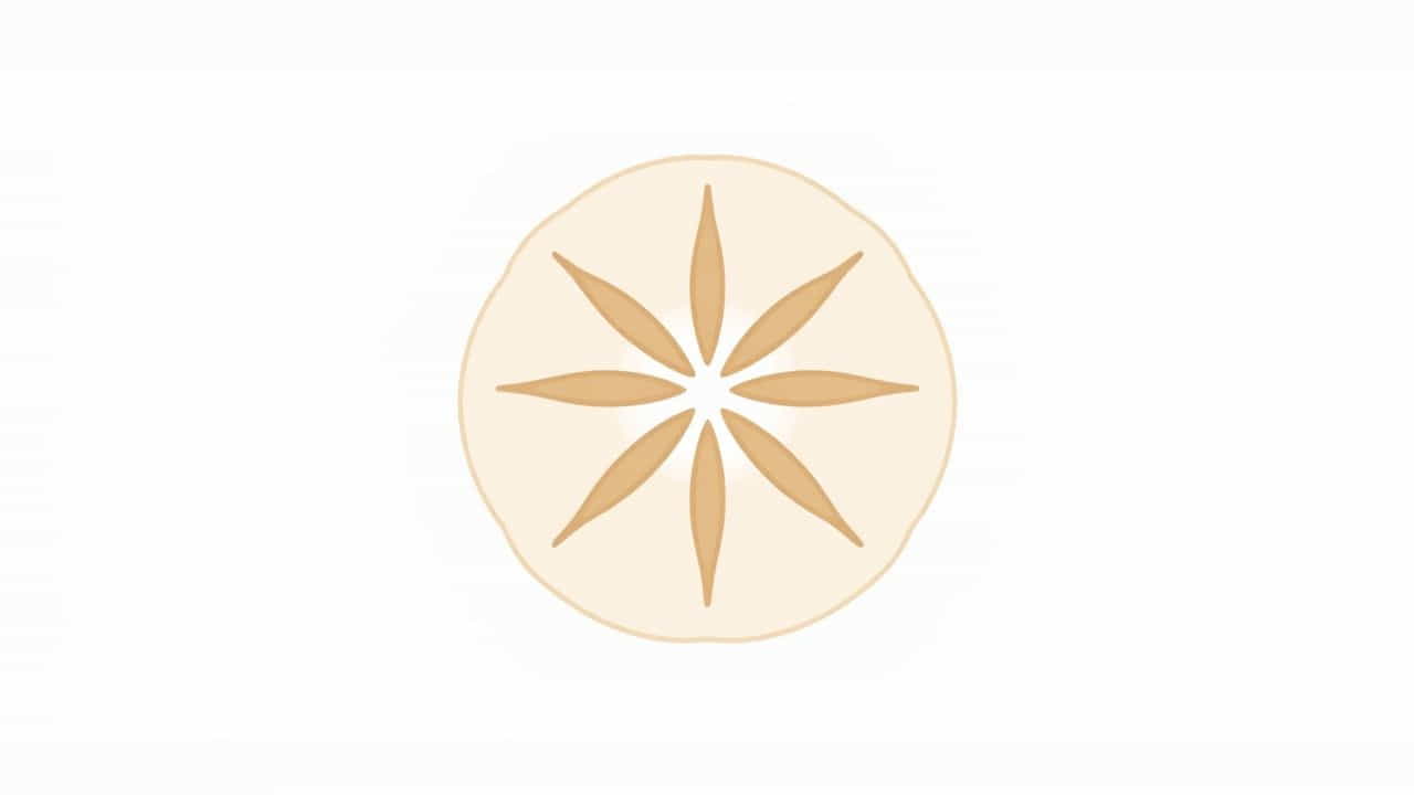 What Is A Sand Dollar