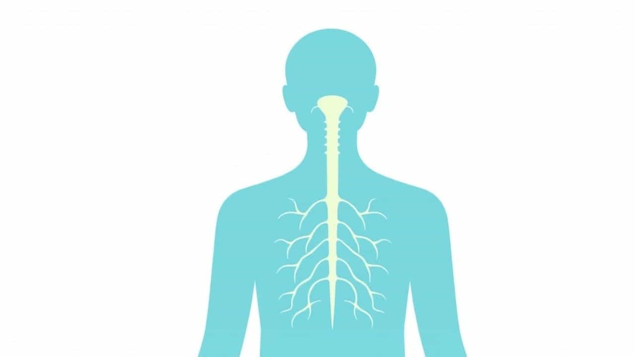What Is A Vagal Response
