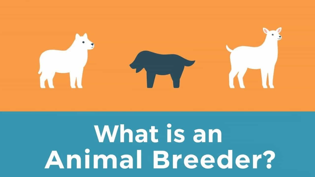 What Is An Animal Breeder