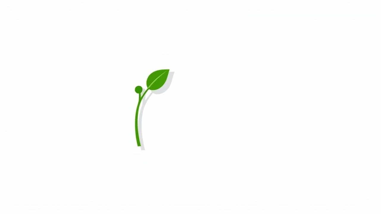 Where Is Apical Meristem Found