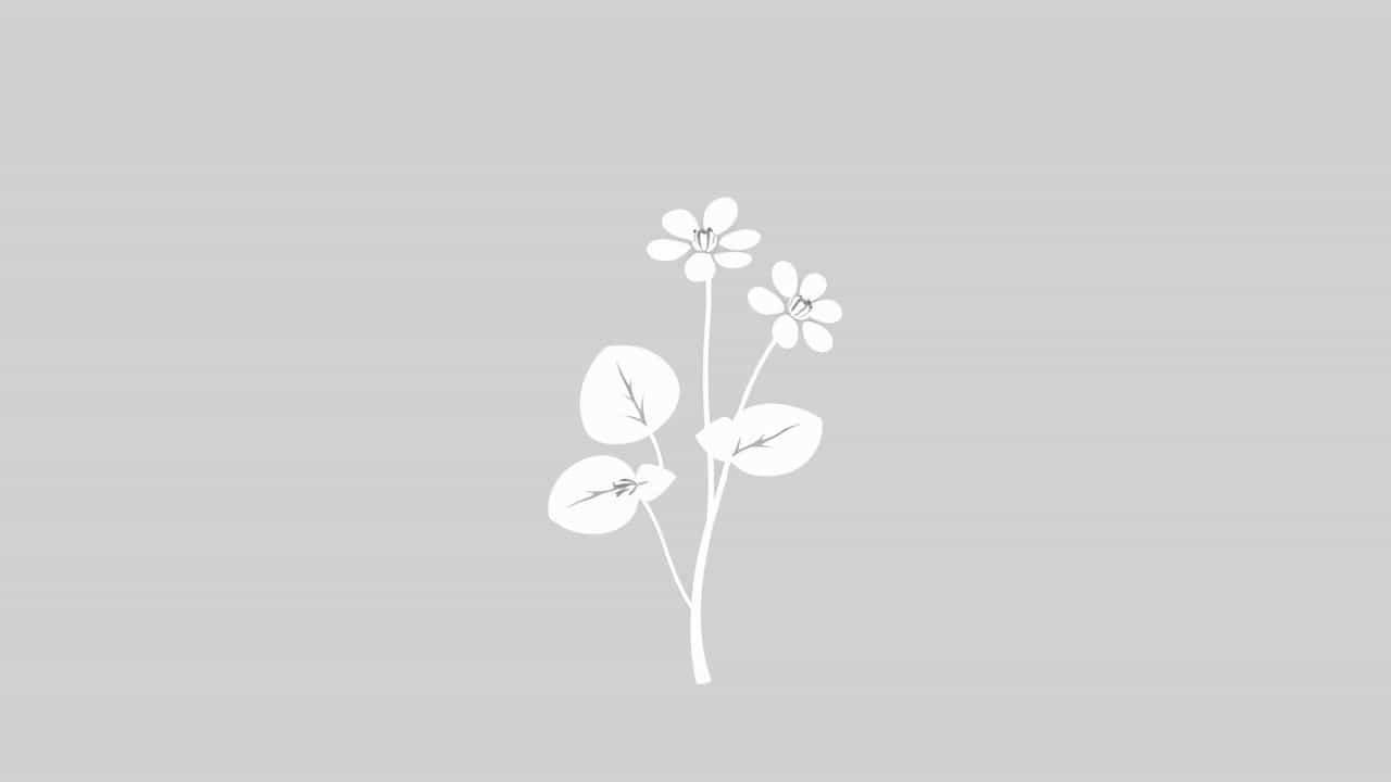 White Water Crowfoot Scientific Name